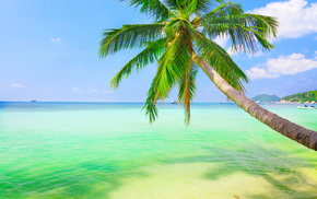 summer, ocean, palm, resort
