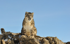 stones, animals, nature