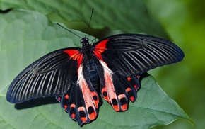 wings, macro, animals