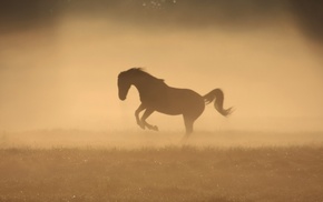 nature, horse