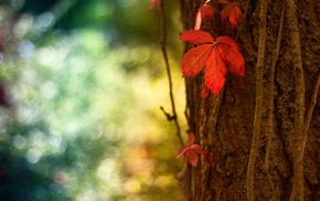 leaves, nature, macro