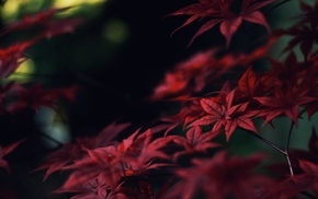 leaves, nature, macro