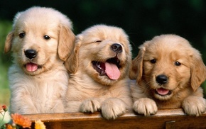 animals