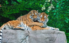 animals