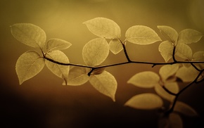 nature, macro, leaves