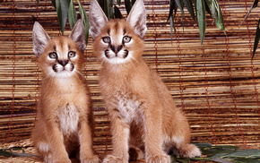 animals