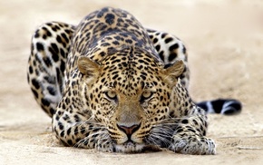 animals