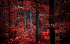 nature, trees, forest