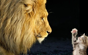 animals