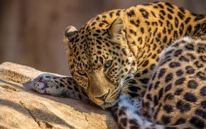 animals