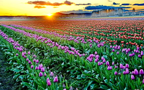 flowers, sunset, nature