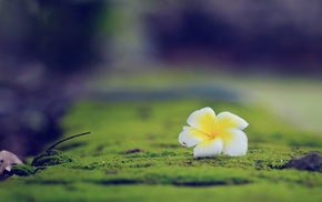 Plumeria, depth of field, nature, flowers, macro