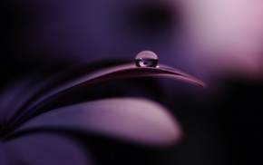 flowers, reflection, water drops, macro, nature, purple flowers