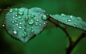 nature, leaves, water drops, macro