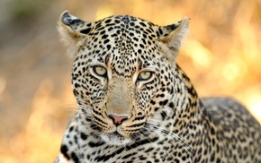animals, leopard, predator
