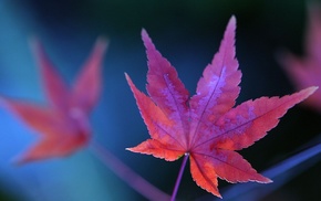 macro, leaves, nature