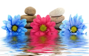 flowers, water, reflection, stones