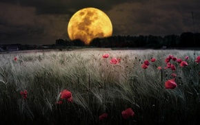 moon, field, stunner, sky