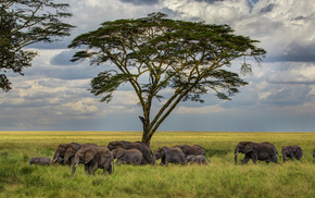 nature, elephants, grass, tree
