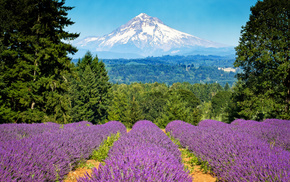 nature, mountain, forest