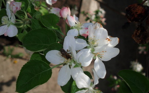 flowers, nature, macro