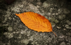 leaves, fall