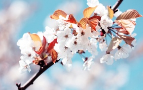 macro, flowers