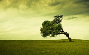 grass, trees, nature