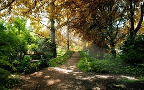 park, Sun, trees, greenery, nature