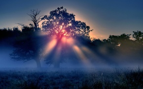 trees, mist, sunrise