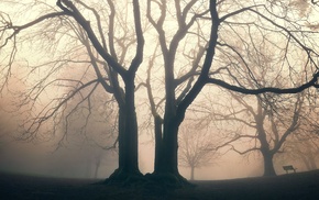 mist, trees
