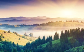 forest, mist, sunrise, trees, landscape, mountain