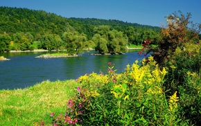 grass, bushes, river, nature, flowers