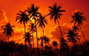 palm trees, summer, nature