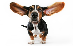 ears, animals