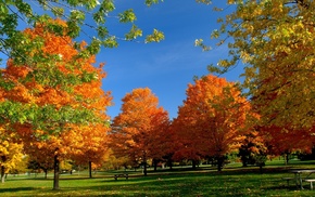 park, grass, sky, autumn, trees