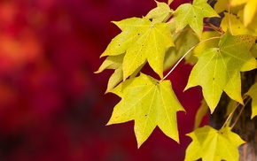 autumn, background, leaves, red