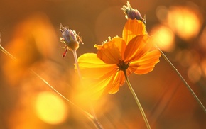 background, macro, flowers, Sun