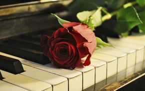 music, rose