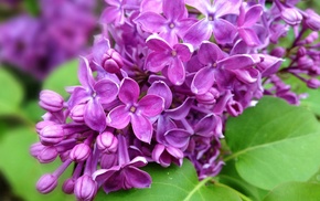 flowers, leaves, spring