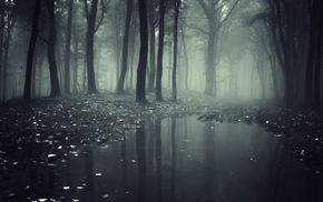 trees, forest, puddle