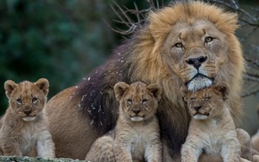 animals