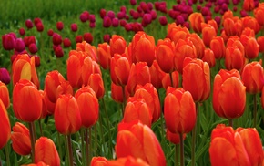 spring, flowers, tulips