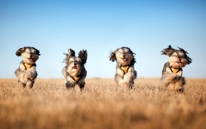 field, beautiful, sky, animals