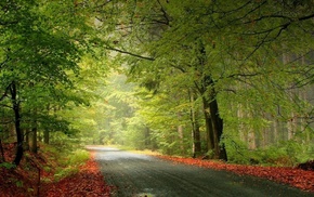 road, forest, trees, greenery, nature