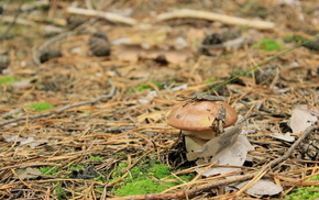 mushroom, forest, autumn