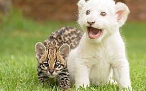 animals