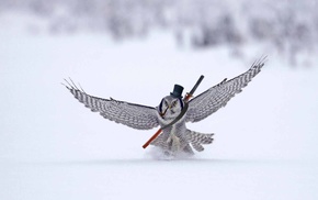 owl, winter, humor, snow