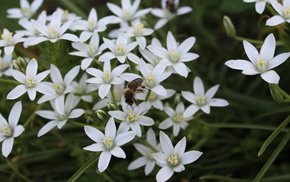 beautiful, flowers