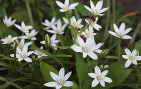 flowers, beautiful